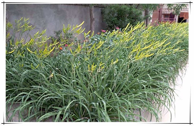 201807251532487738561.jpg 黄花盛开4.jpg