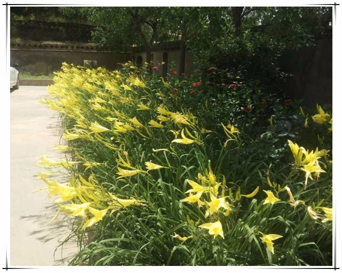 201807251532487764605.jpg 黄花盛开2.jpg