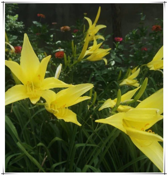 201807251532487794339.jpg 黄花盛开1.jpg