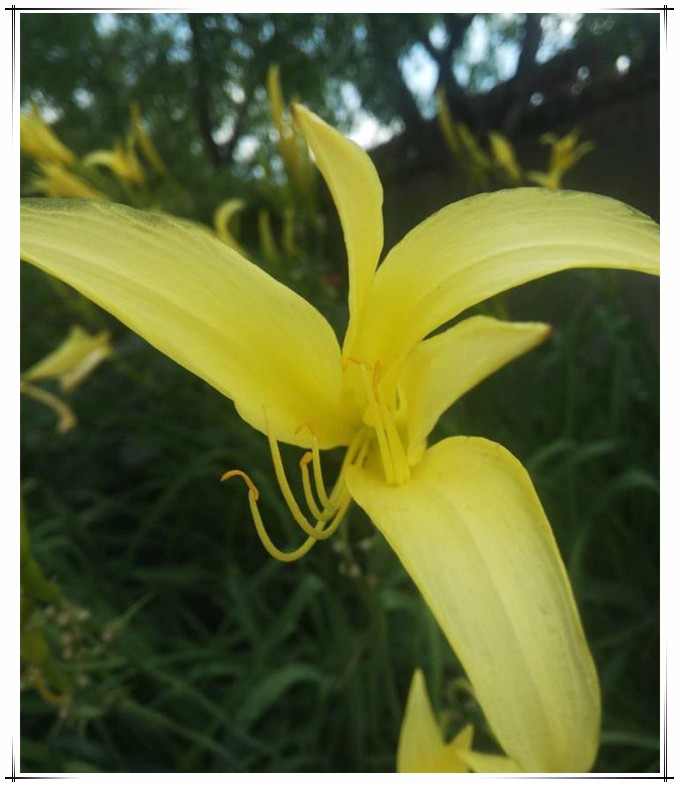 201807251532487808468.jpg 黄花盛开.jpg