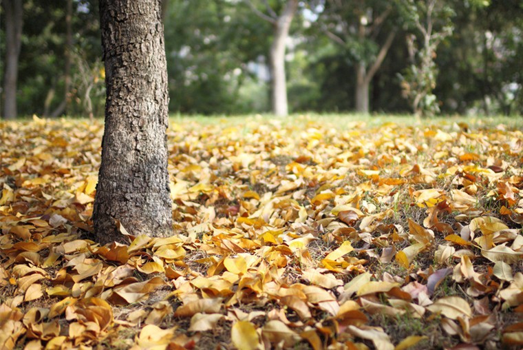 201811161542354568842.jpg 一叶落.jpg