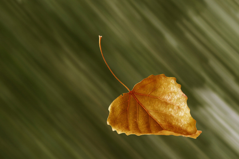 201811161542354589639.jpg 一叶落2.jpg