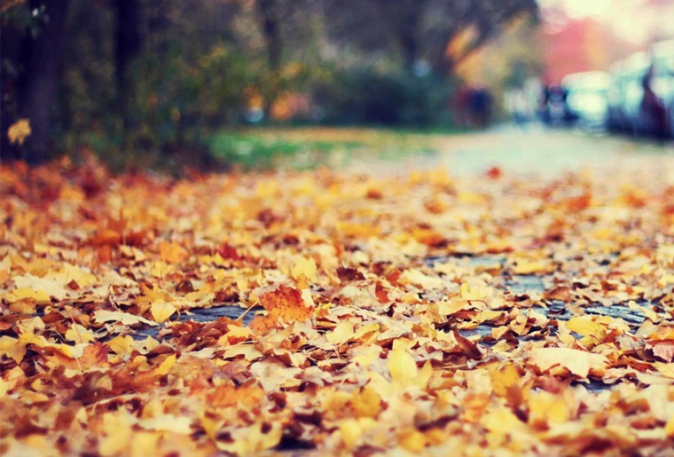 201811161542354609612.jpg 一叶落1.jpg