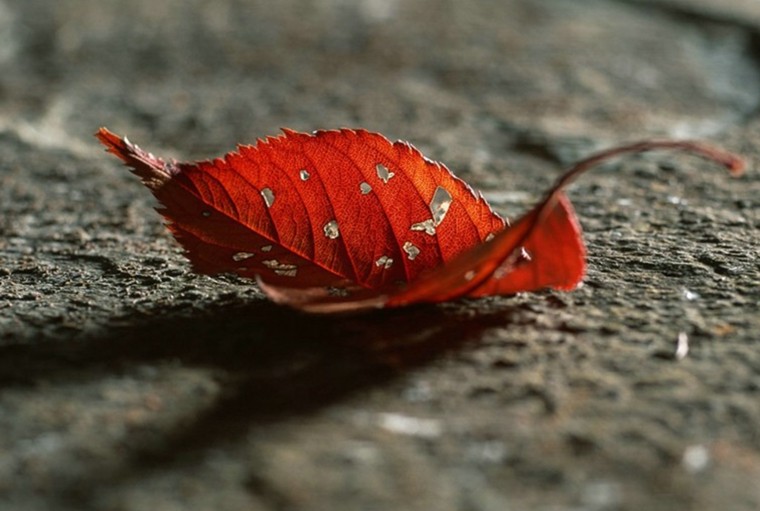 201811161542354630968.jpg 一叶落3.jpg