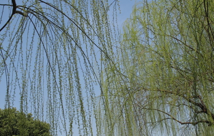 柳树1.jpg