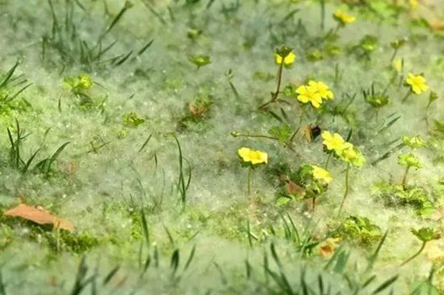 201905021556785017692.jpg 柳絮.jpg