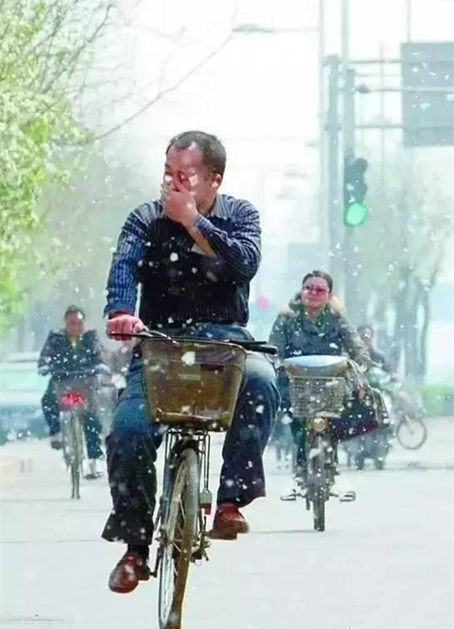 201905021556785040191.jpg 柳絮1.jpg