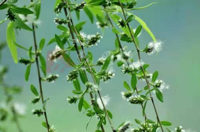 201905021556785061982.jpg 柳絮3.jpg