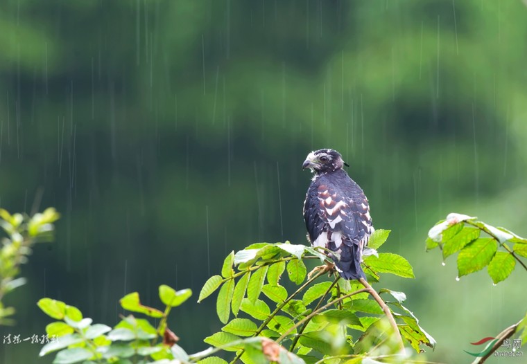 201907261564107995161.jpg 听雨.jpg