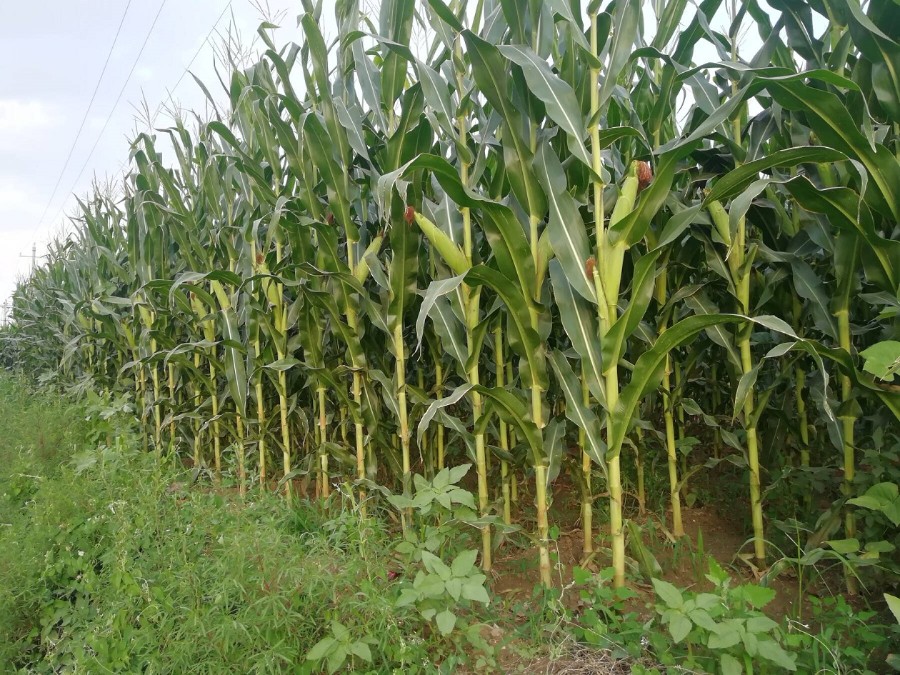 201908101565428888768.jpg 191ED60160C52F90882E31F5FD499F7B.jpg