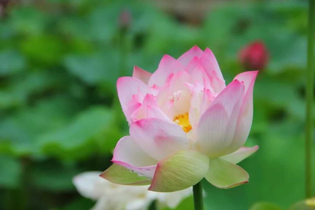 201908191566181258340.jpeg 莲花.jpeg