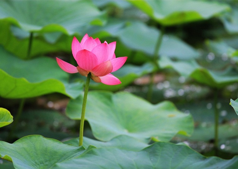 201908191566181312643.jpg 莲花4.jpg