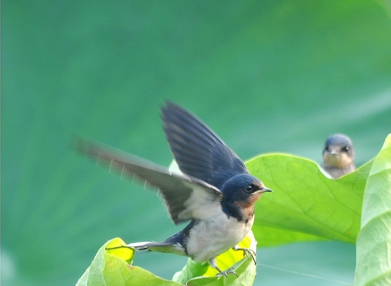 201908311567204986122.jpg 飞翔1.jpg