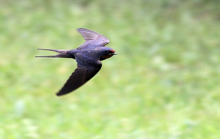 201908311567205005314.jpg 飞翔4.jpg