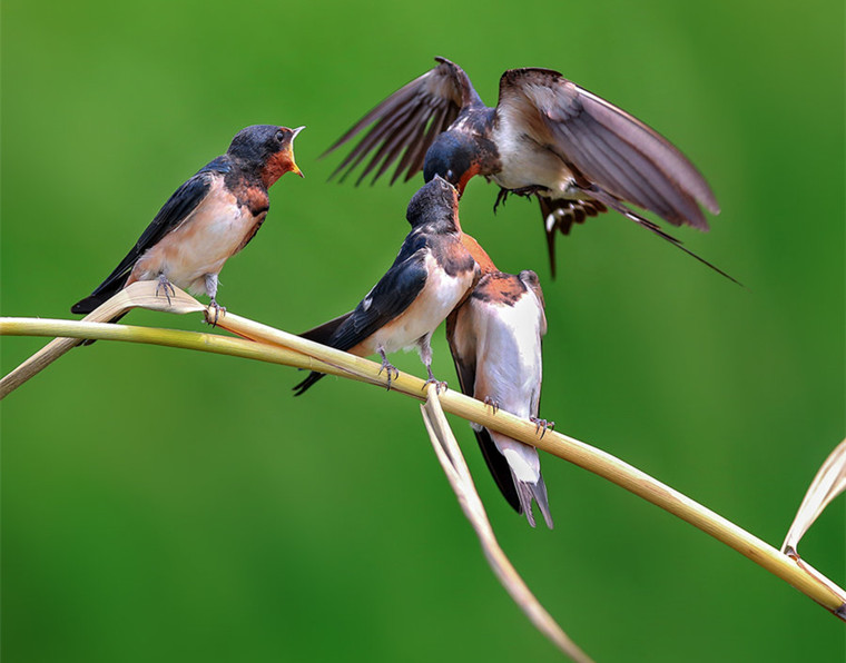 201908311567205174260.jpg 飞翔2.jpg