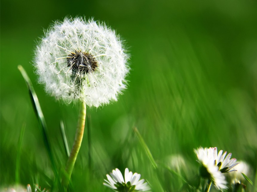 202009101599709561328.jpg 蒲公英1.jpg