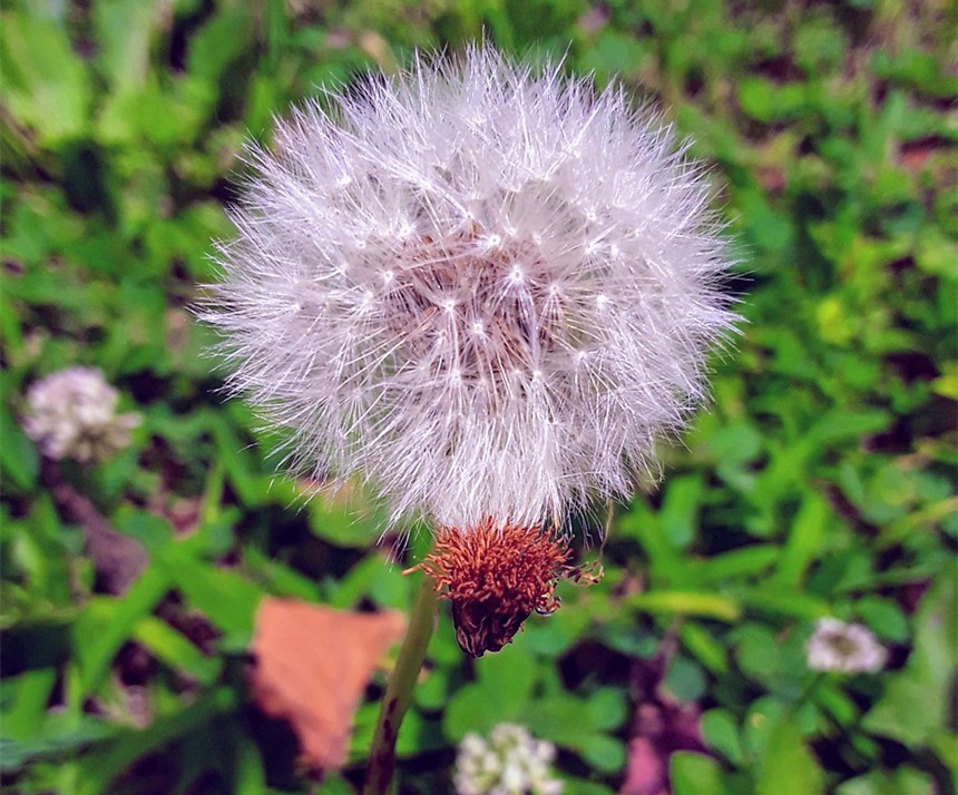 202009101599709623586.jpg 蒲公英.jpg