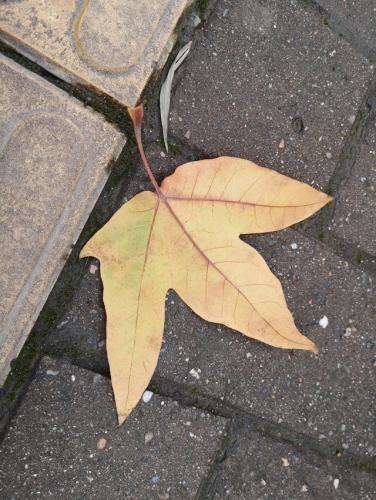 自然的声音 (1).jpg