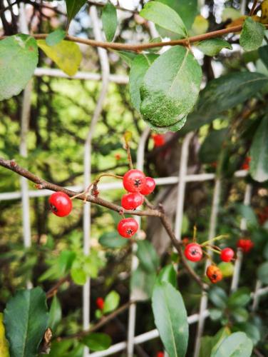 自然的声音 (3).jpg