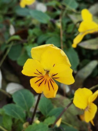 自然的声音 (6).jpg