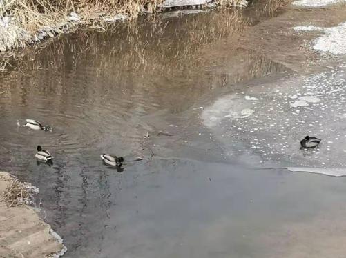 1612097708639559.jpg 冬季的榆西河畔 (2).jpg