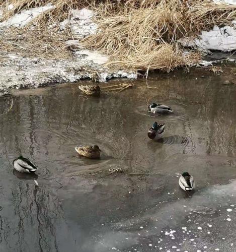 1612097773477866.jpg 冬季的榆西河畔 (3).jpg