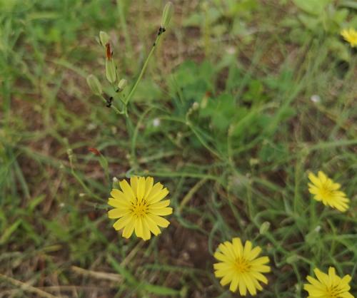 1624246071774108.jpg 如要成长 无人阻挡 (5).jpg