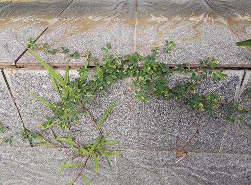 1624246093733306.jpg 如要成长 无人阻挡 (3).jpg