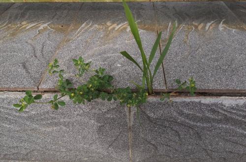 1624246118542014.jpg 如要成长 无人阻挡 (2).jpg