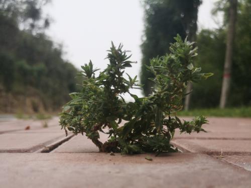 1630920062796466.jpg 榆林人的天然氧吧 (7).jpg