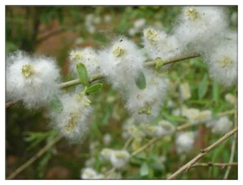 相约人间四月天 (1).jpg