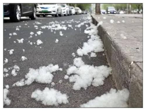 相约人间四月天 (3).jpg