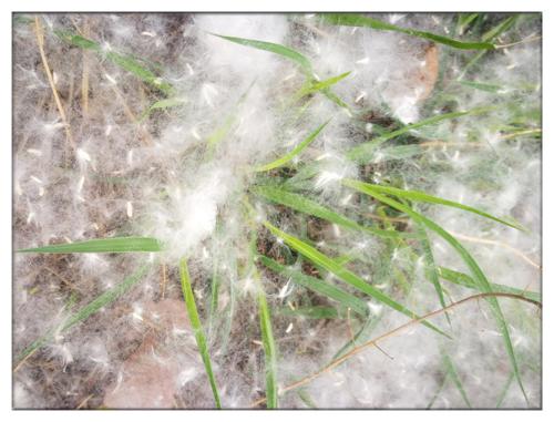 相约人间四月天 (4).jpg